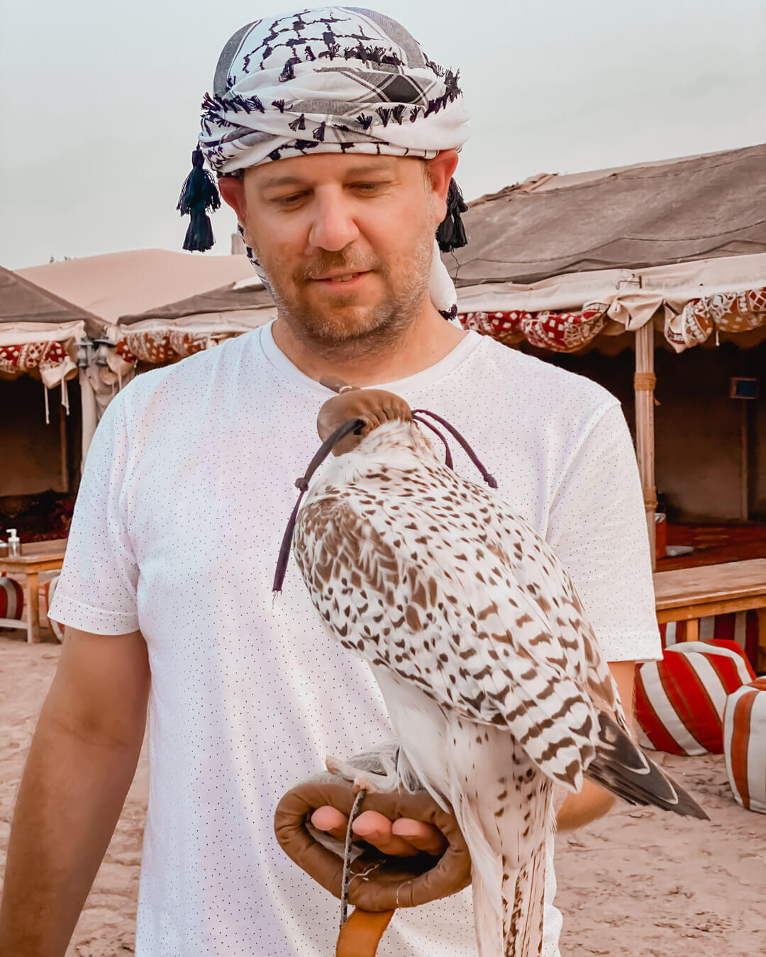 Falcon Interaction in the Dubai Desert