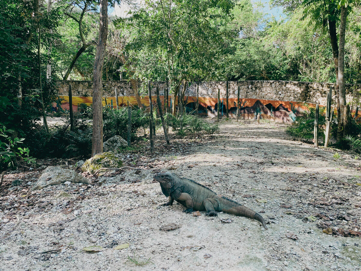 Iguanas_Scape Park