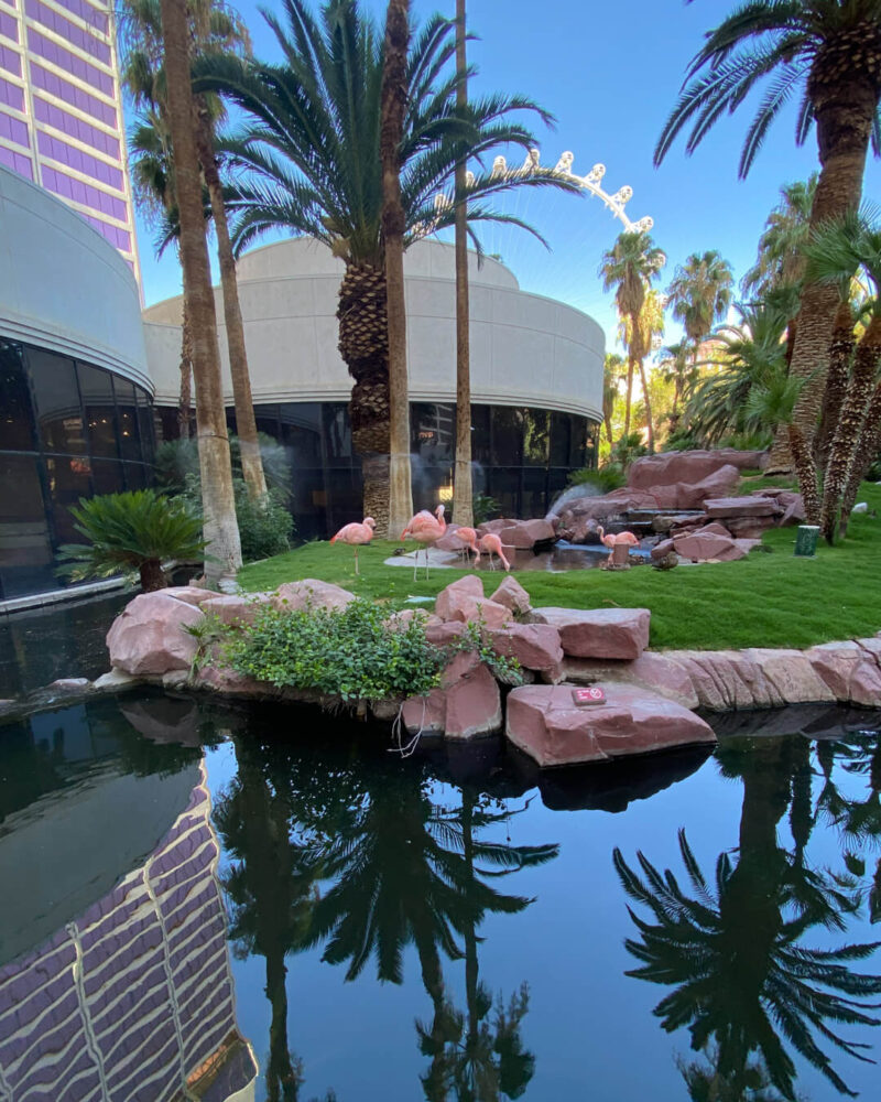 Flamingos at Flamingo hotel in Las Vegas