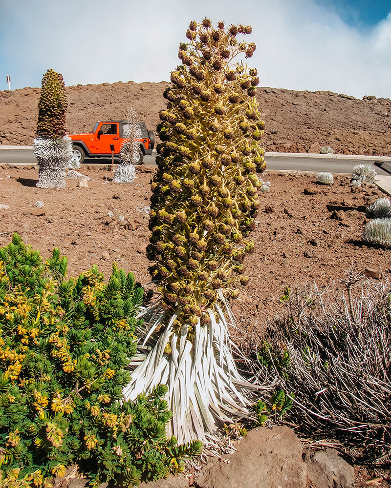 Plants ar Haleakala volcano