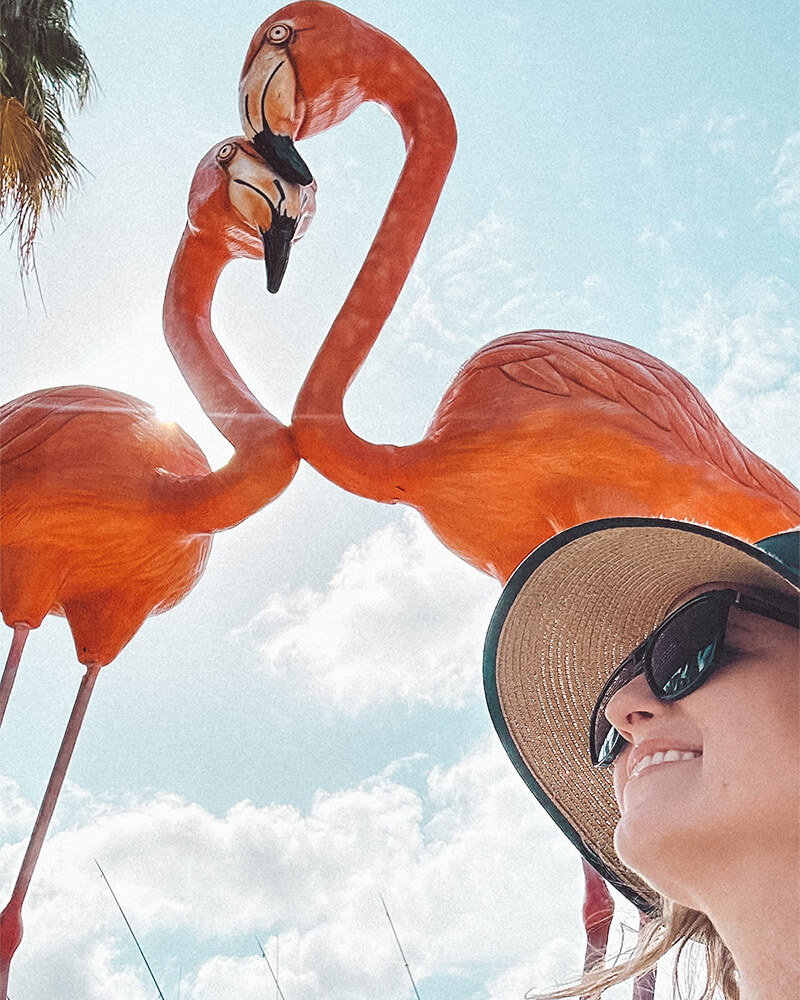Flamingos em Aruba